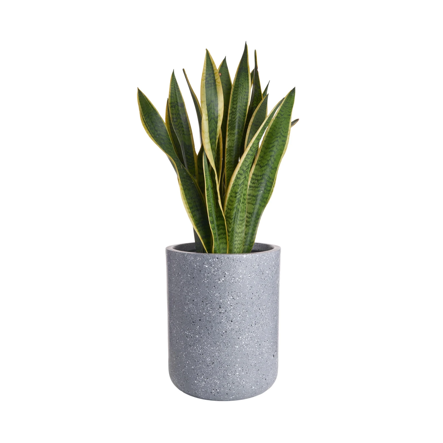 CONCRETE Pflanztopf Outdoor Höhe 32cm 3 CONCRETE Pflanztopf Outdoor Höhe 32cm – Bild 3