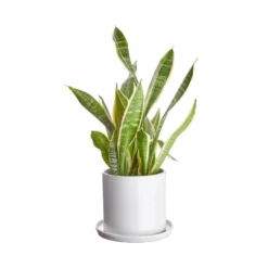 PLANT PLACE Blumentopf Mit Teller Ø16cm -Bestes Möbelhaus Geschäft 10227638 1